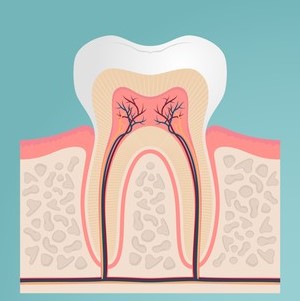 Ilustração colorida de dente com raiz e nervos.